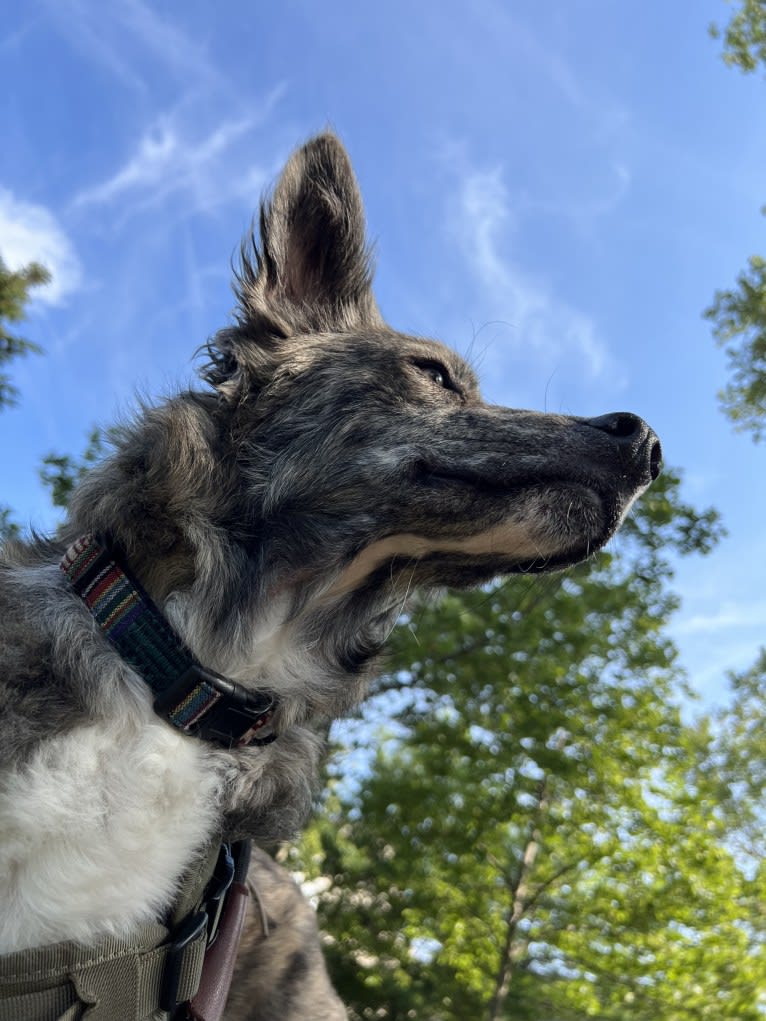 Mayasa, an Arabian Village Dog tested with EmbarkVet.com