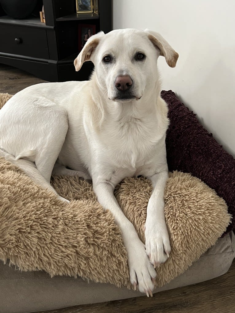 Maizee, a Great Pyrenees and German Shepherd Dog mix tested with EmbarkVet.com