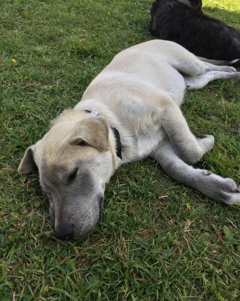 Acrux a dog tested with EmbarkVet.com