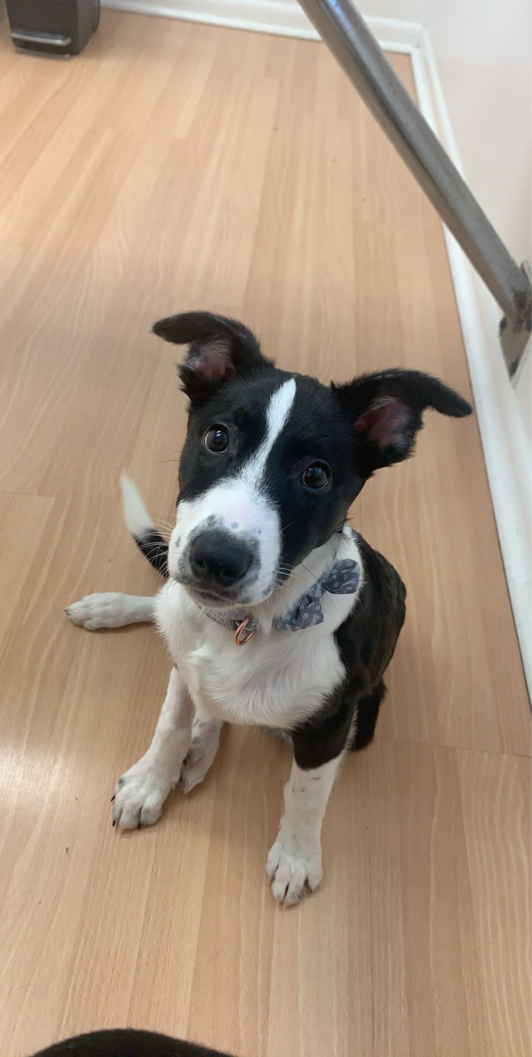 Ollie, a Collie and English Shepherd mix tested with EmbarkVet.com