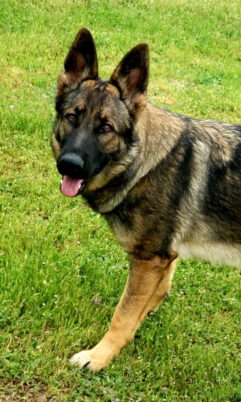 Stella, a German Shepherd Dog tested with EmbarkVet.com