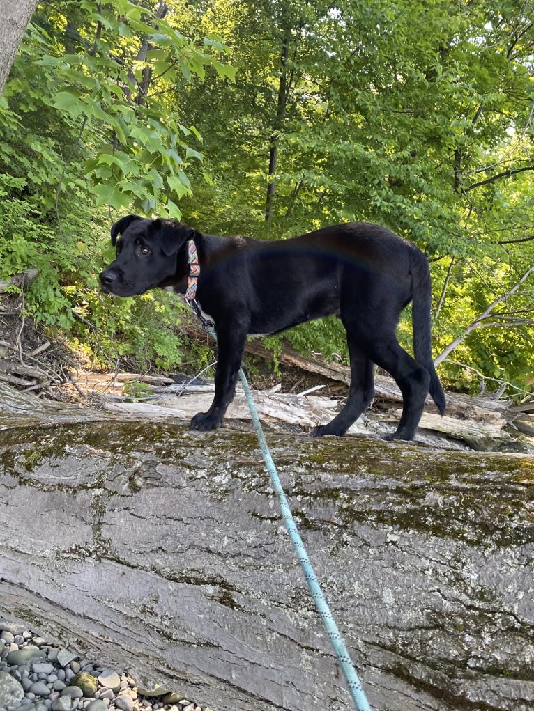 Mooshie, an American Pit Bull Terrier and German Shepherd Dog mix tested with EmbarkVet.com