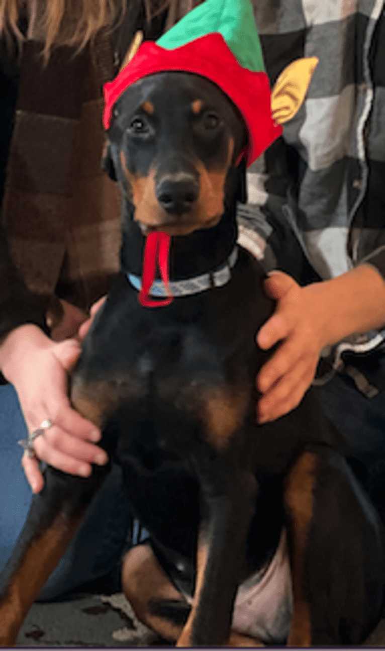 Arlo, a Doberman Pinscher tested with EmbarkVet.com