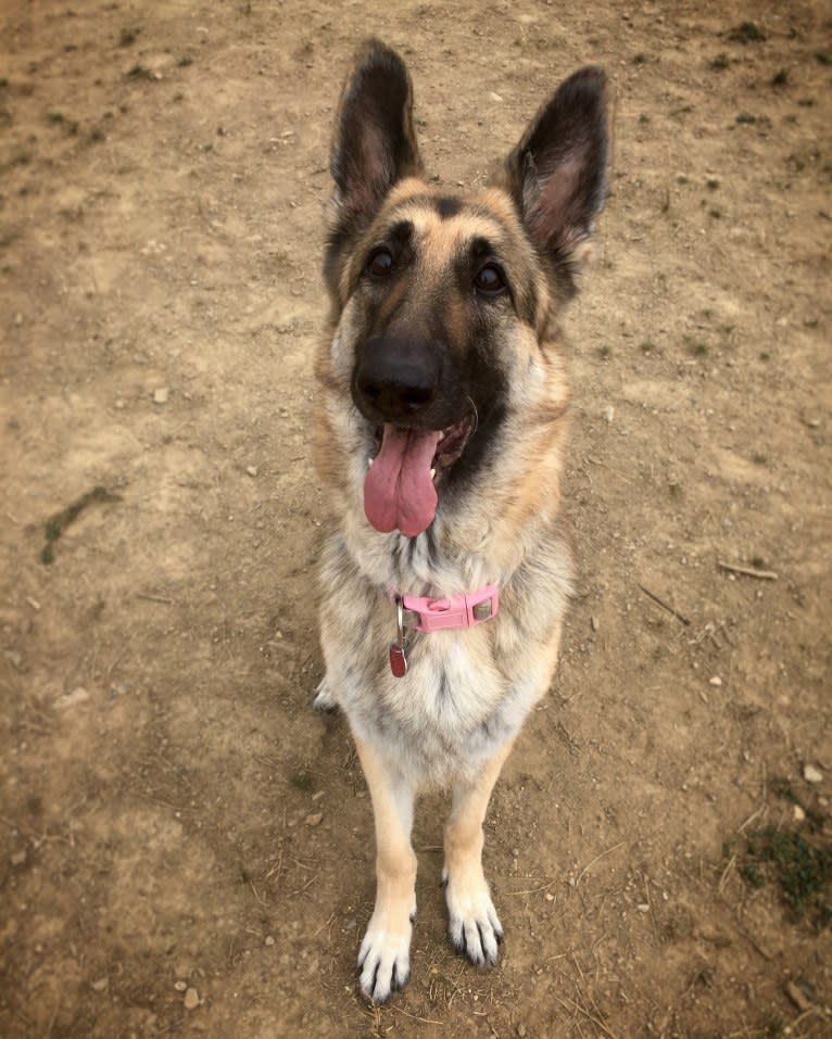 Kema, a German Shepherd Dog tested with EmbarkVet.com