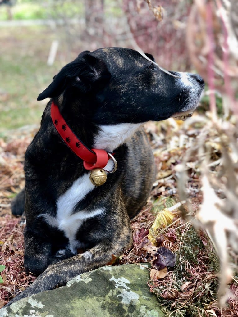 Dakota, an American Pit Bull Terrier and Australian Cattle Dog mix tested with EmbarkVet.com
