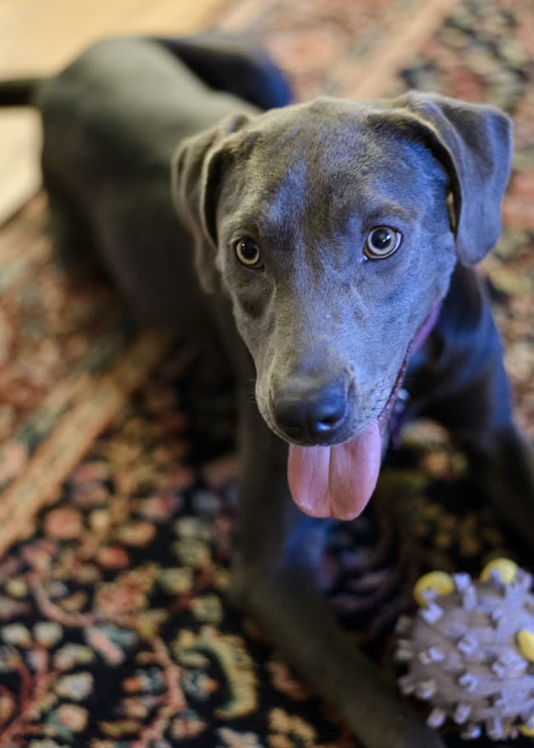 Sophie, a Labrador Retriever and American Pit Bull Terrier mix tested with EmbarkVet.com