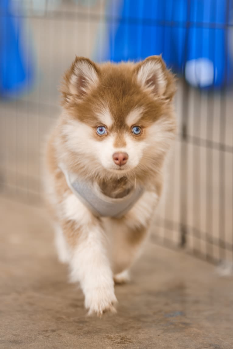 Rosie, a Pomsky tested with EmbarkVet.com