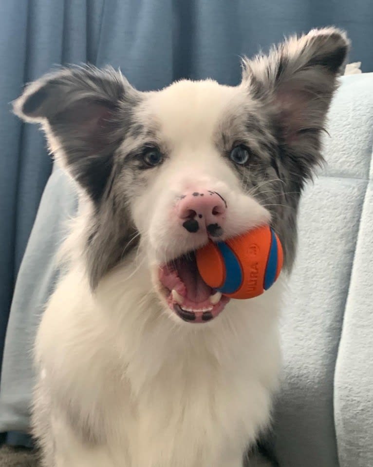 Ace, a Border Collie tested with EmbarkVet.com