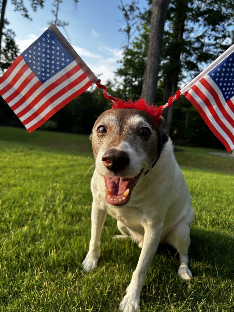Bandit Walter, a Rat Terrier and Border Collie mix tested with EmbarkVet.com