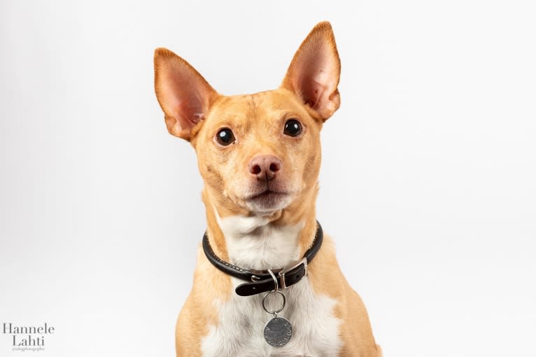 Abu, a Miniature Pinscher and Rat Terrier mix tested with EmbarkVet.com