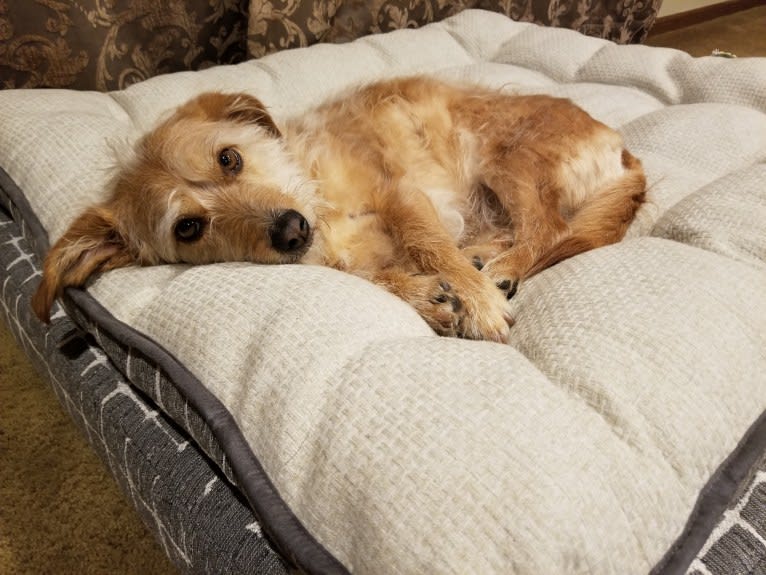 Cali, a Lhasa Apso and Beagle mix tested with EmbarkVet.com