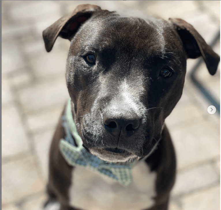 Photo of Louie, an American Pit Bull Terrier and American Staffordshire Terrier mix in Summerville, SC, USA