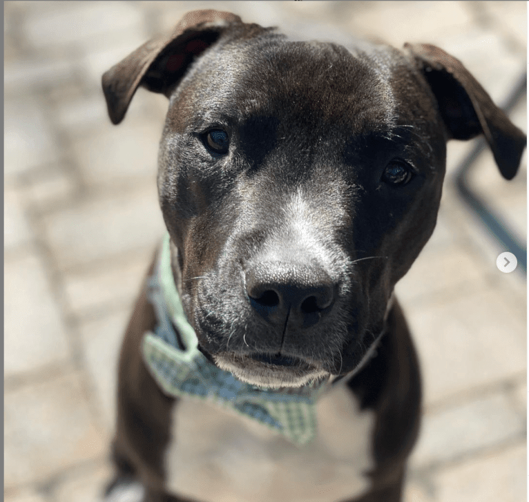 Louie, an American Pit Bull Terrier and American Staffordshire Terrier mix tested with EmbarkVet.com