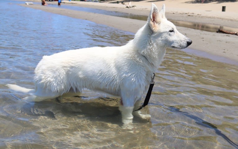 Vega, a White Shepherd tested with EmbarkVet.com