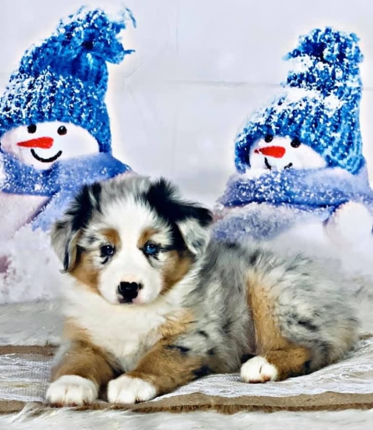 Lass, an Australian Shepherd tested with EmbarkVet.com