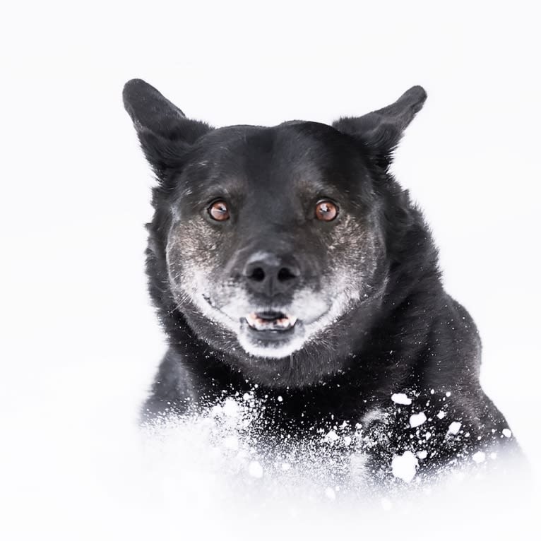 Photo of Mowgli, a Labrador Retriever, Alaskan Malamute, and German Shepherd Dog mix in Québec, Canada