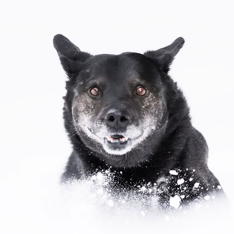 Mowgli, a Labrador Retriever and Alaskan Malamute mix tested with EmbarkVet.com