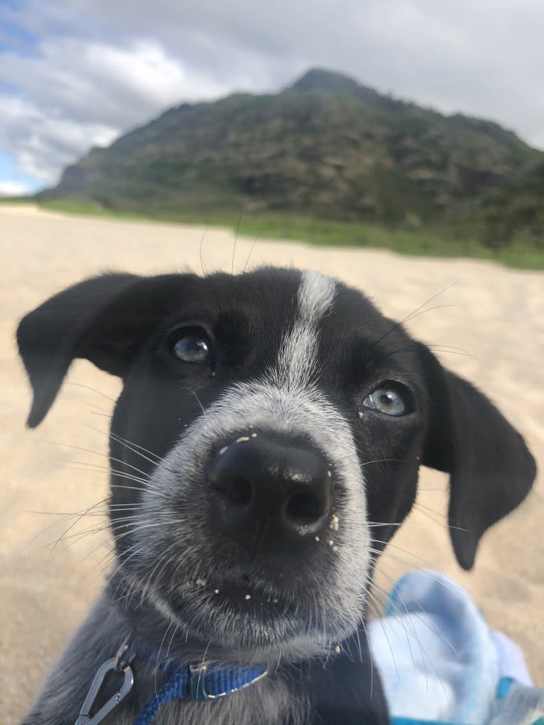 Gus, an Australian Shepherd and Australian Cattle Dog mix tested with EmbarkVet.com