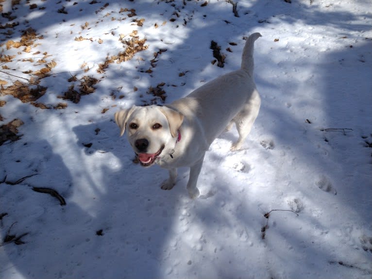 Missy, a Labrador Retriever tested with EmbarkVet.com