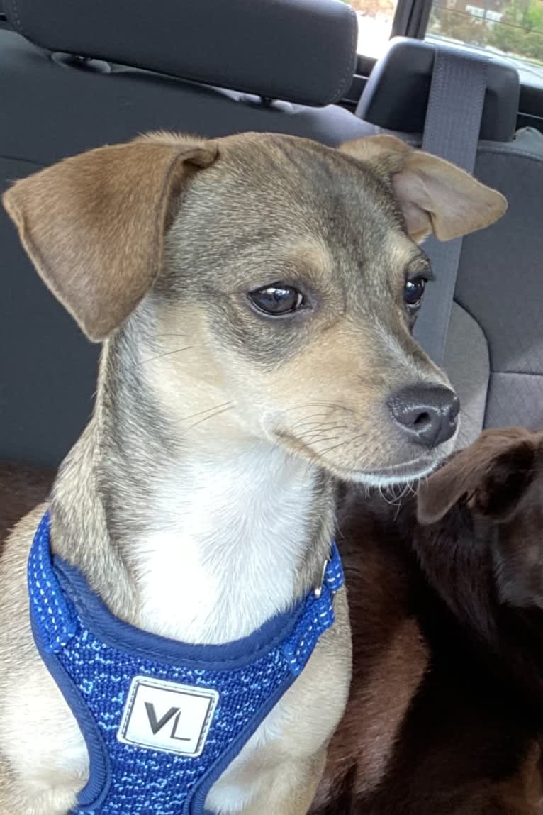 Milo, a Chihuahua and Rat Terrier mix tested with EmbarkVet.com