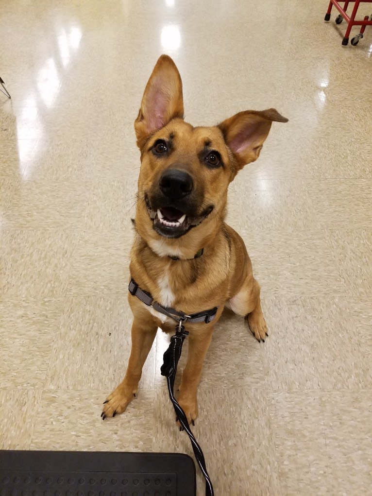 Max, a German Shepherd Dog and Rat Terrier mix tested with EmbarkVet.com