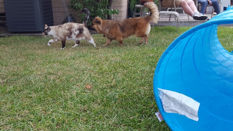 Maggie, a Pekingese and German Shepherd Dog mix tested with EmbarkVet.com