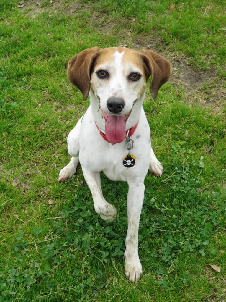Rosie Sophia, a Treeing Walker Coonhound and Boxer mix tested with EmbarkVet.com