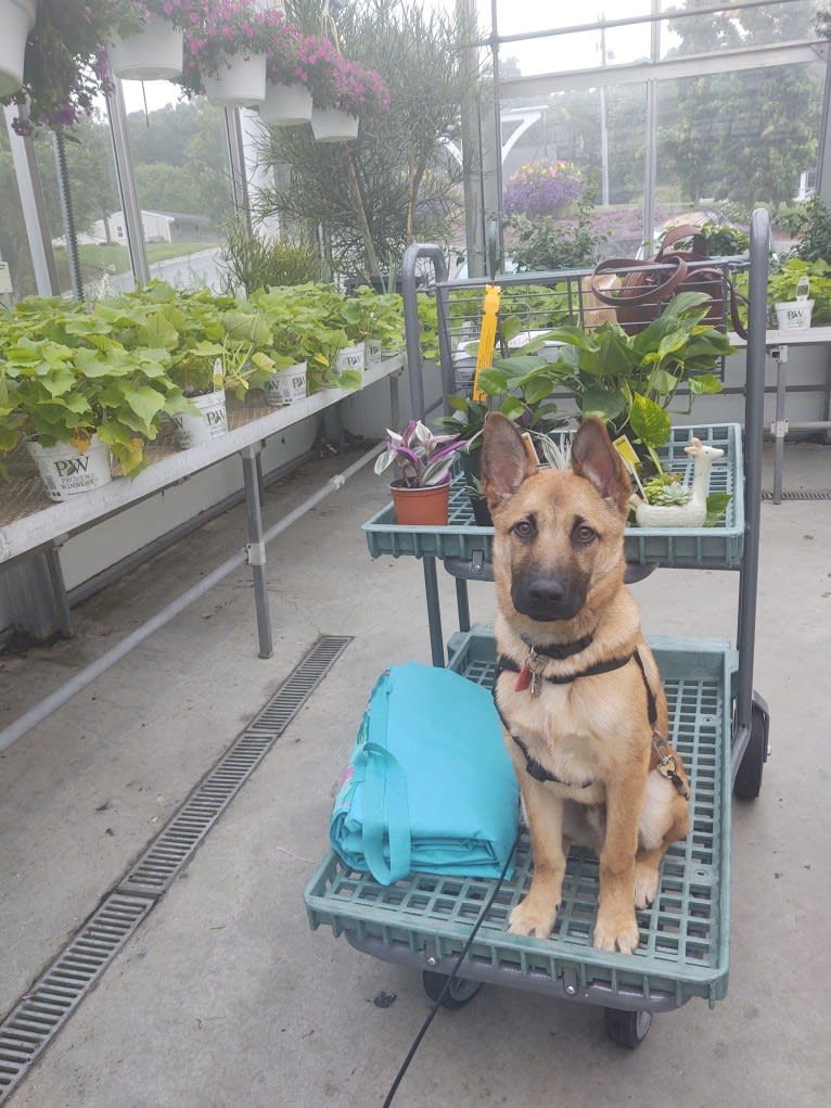 Everhett, a German Shepherd Dog and Australian Cattle Dog mix tested with EmbarkVet.com