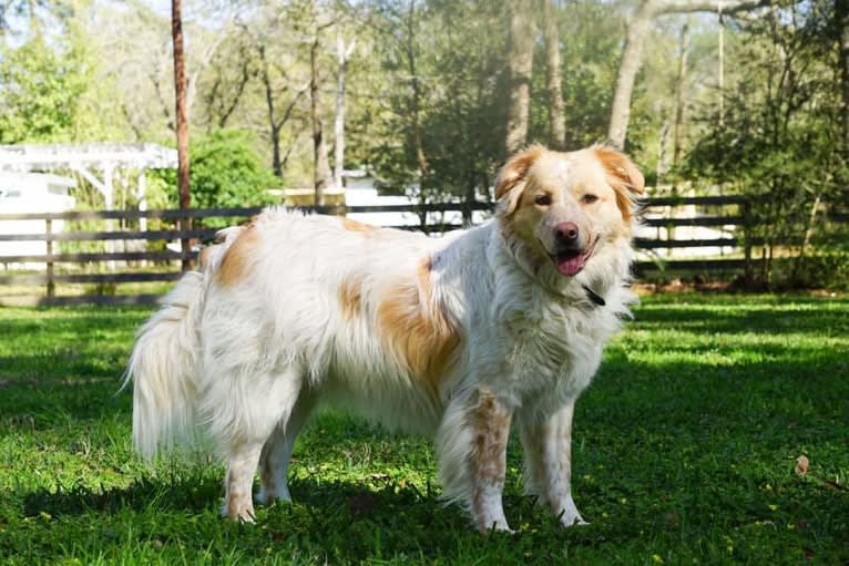 Wendy, a Great Pyrenees and American Pit Bull Terrier mix tested with EmbarkVet.com