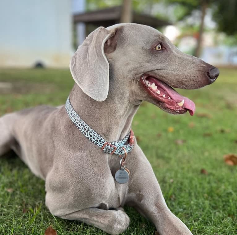 Arya the Weim, a Weimaraner tested with EmbarkVet.com