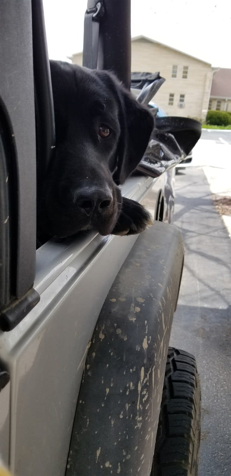 Tank, a Newfoundland and Labrador Retriever mix tested with EmbarkVet.com