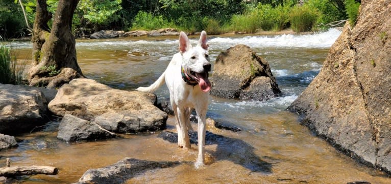 Ruger, a German Shepherd Dog and Labrador Retriever mix tested with EmbarkVet.com