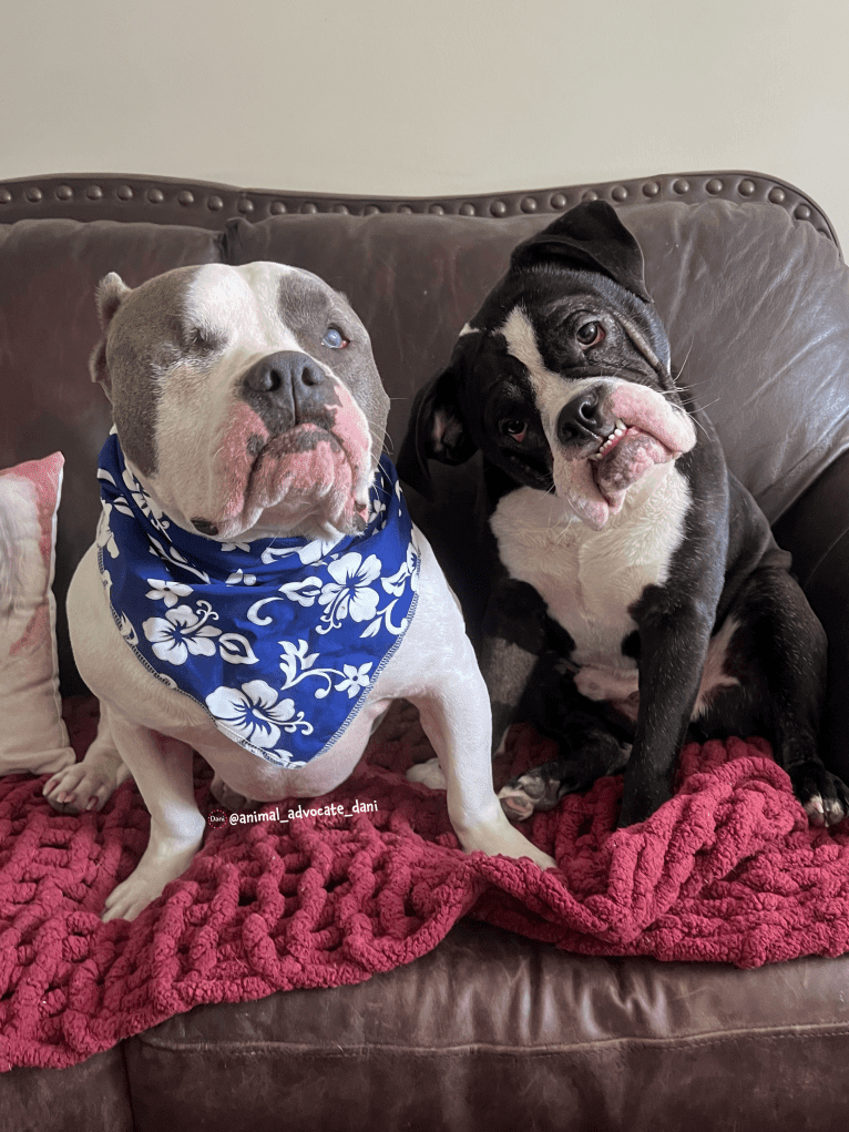 Rhino, an American Bully and Bulldog mix tested with EmbarkVet.com