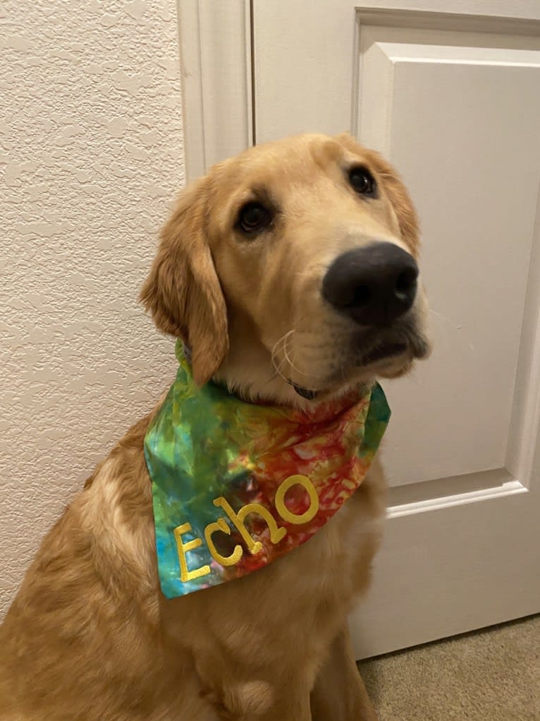 Echo, a Golden Retriever and Labrador Retriever mix tested with EmbarkVet.com