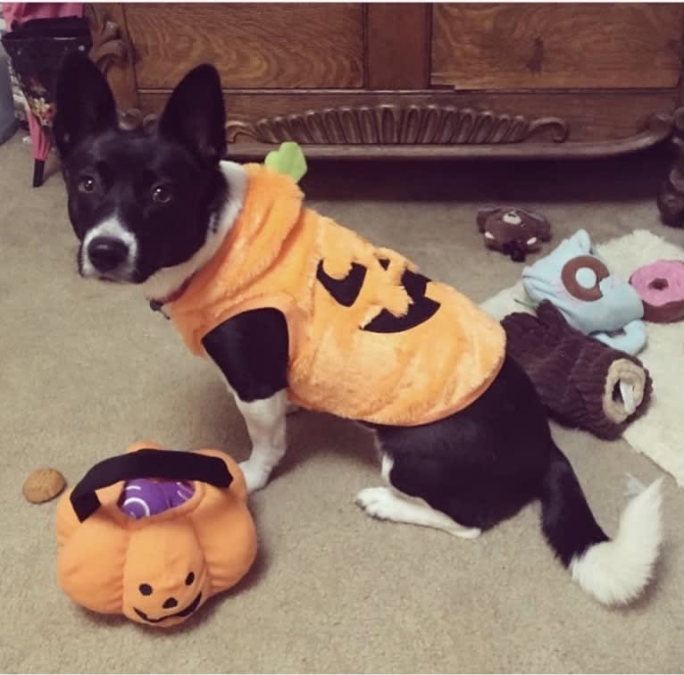 Cooper, a Pembroke Welsh Corgi and Russell-type Terrier mix tested with EmbarkVet.com