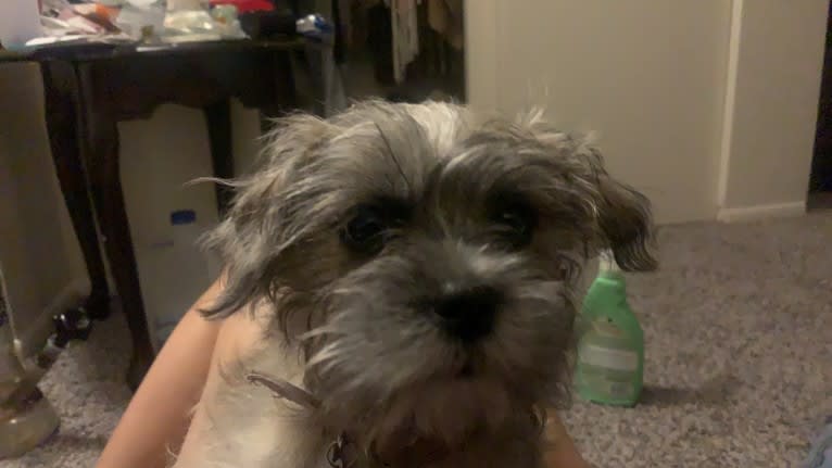 Boop, a Shih Tzu and Miniature Schnauzer mix tested with EmbarkVet.com