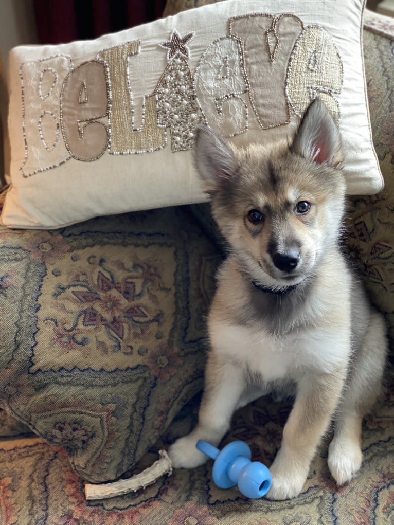 Turbo, a Siberian Husky and German Shepherd Dog mix tested with EmbarkVet.com