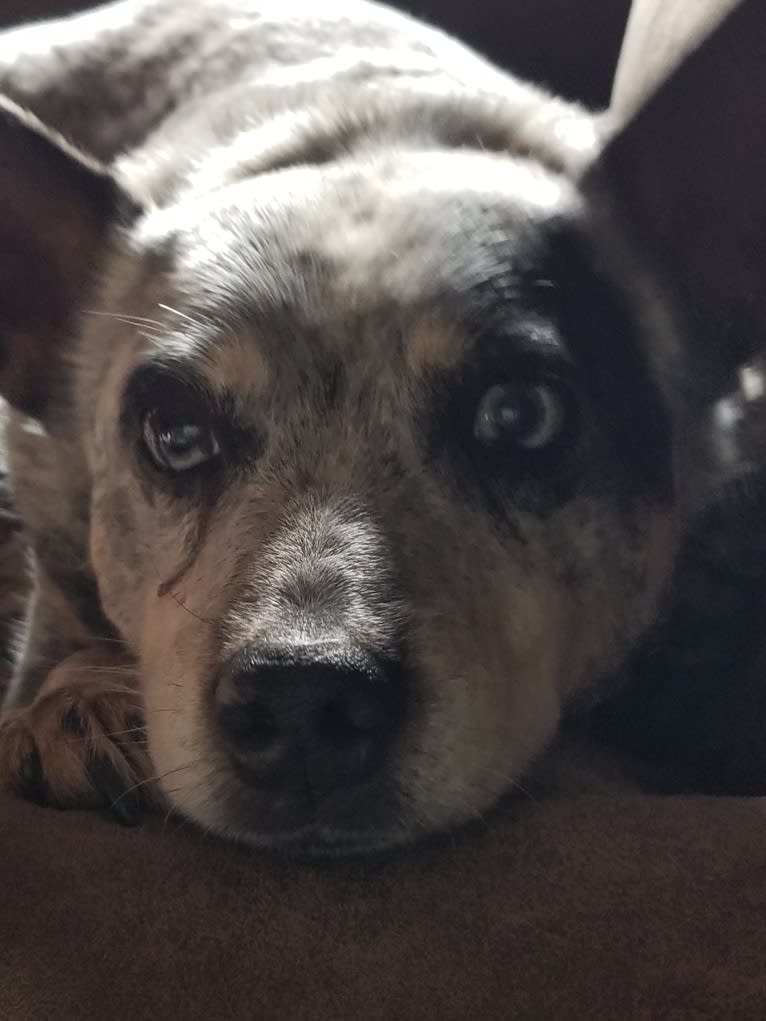 Shadoe, an Australian Cattle Dog tested with EmbarkVet.com