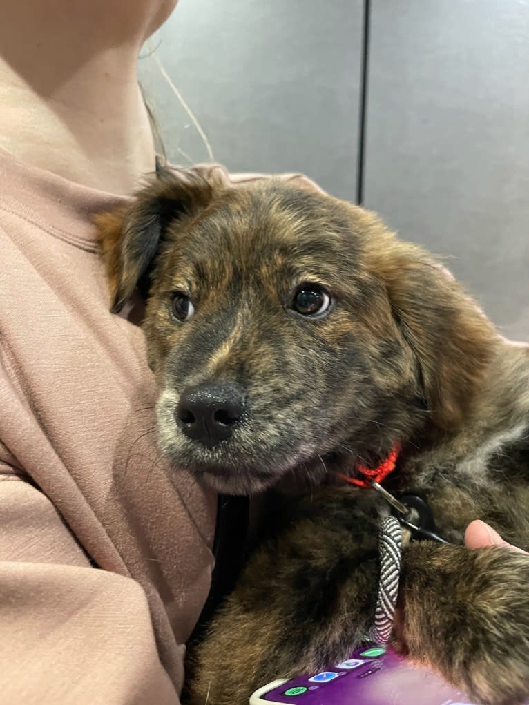 Rudder, a Labrador Retriever and Chow Chow mix tested with EmbarkVet.com