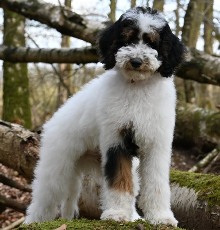 Utah, a Poodle (Standard) tested with EmbarkVet.com