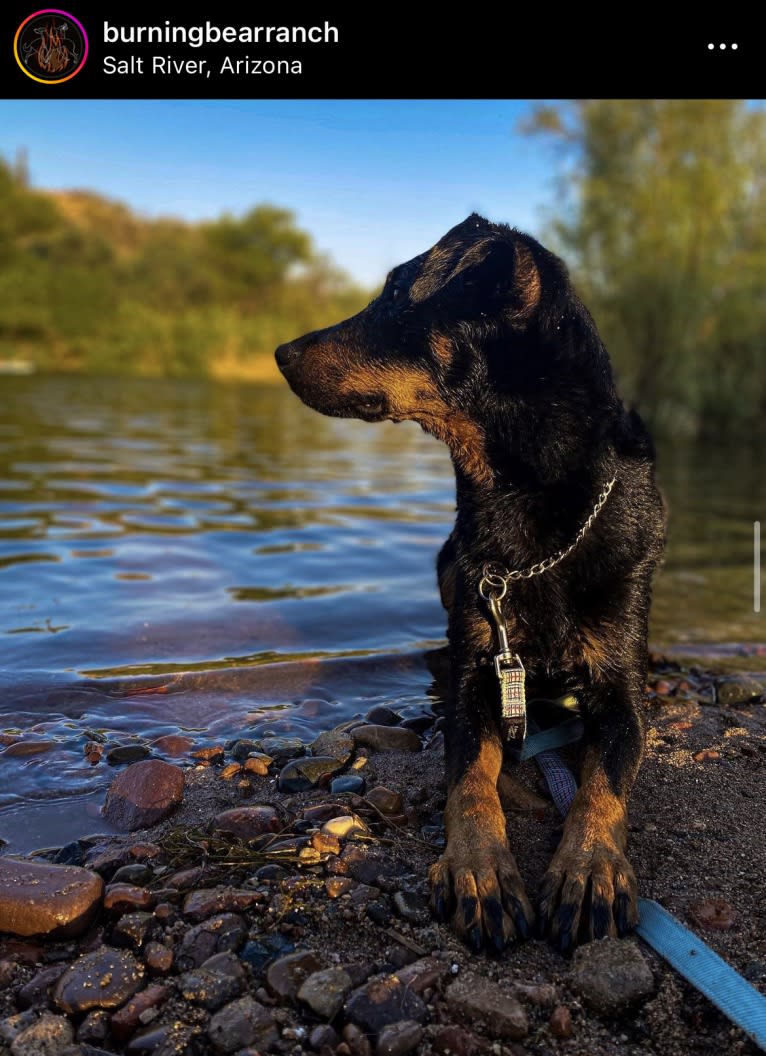 Akuma, a Beauceron tested with EmbarkVet.com