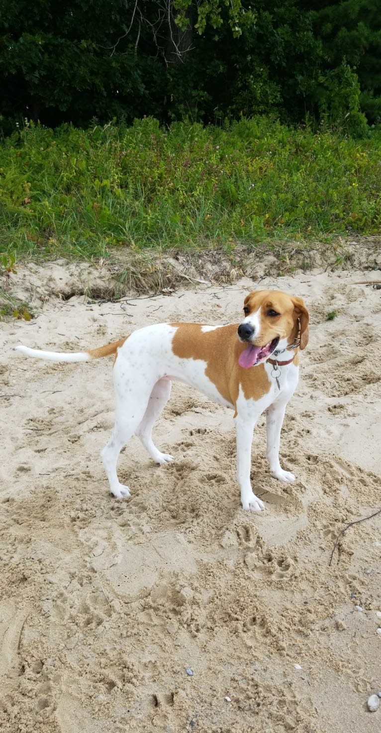 Edie, a Treeing Walker Coonhound and Boxer mix tested with EmbarkVet.com