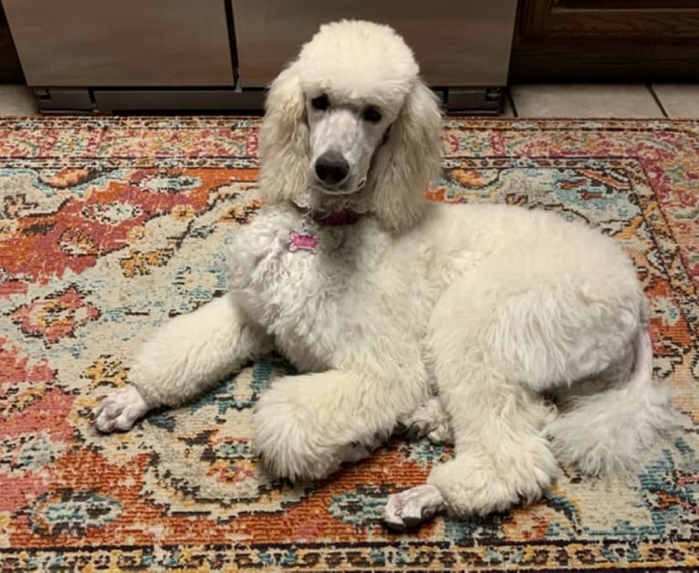 Bella, a Poodle (Standard) tested with EmbarkVet.com