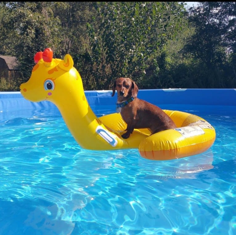 Casey, a Dachshund tested with EmbarkVet.com