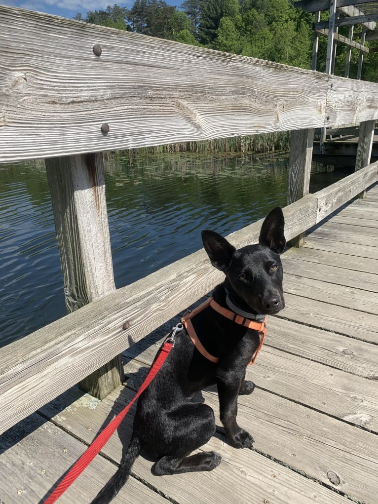 Westin, an Australian Cattle Dog and American Pit Bull Terrier mix tested with EmbarkVet.com