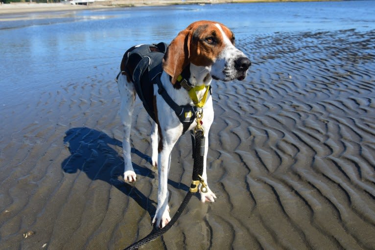 Murphy, a Treeing Walker Coonhound tested with EmbarkVet.com