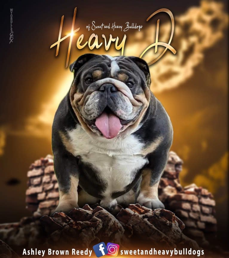 Heavy D, a Bulldog tested with EmbarkVet.com