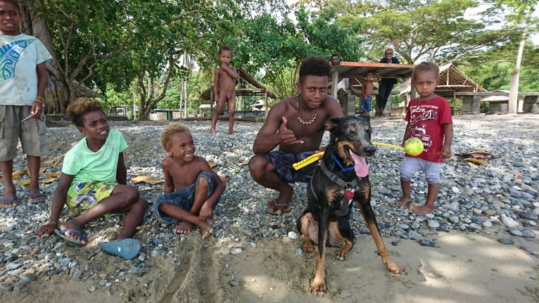 Jean-Pierre, a Melanesian Village Dog tested with EmbarkVet.com