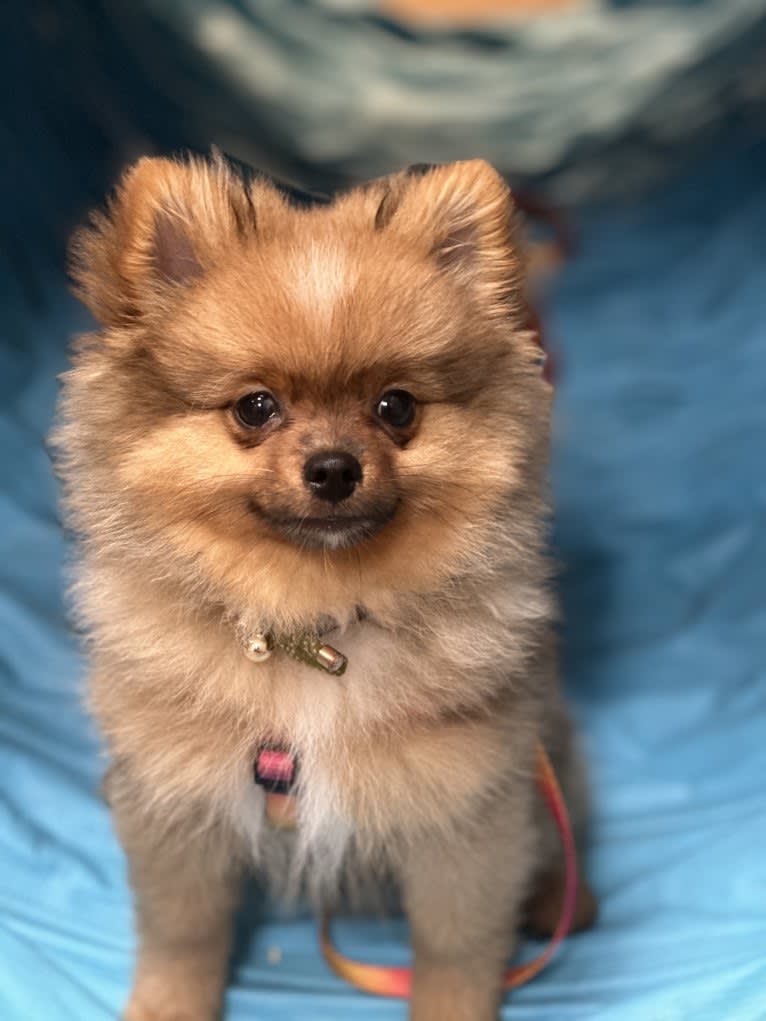 Pearl, a Pomeranian and German Spitz mix tested with EmbarkVet.com