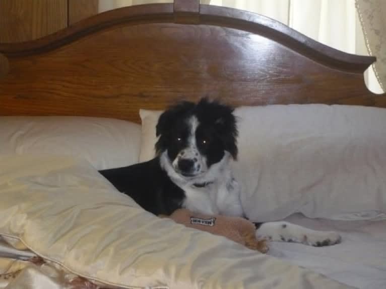 Apollo, a Border Collie and Australian Shepherd mix tested with EmbarkVet.com